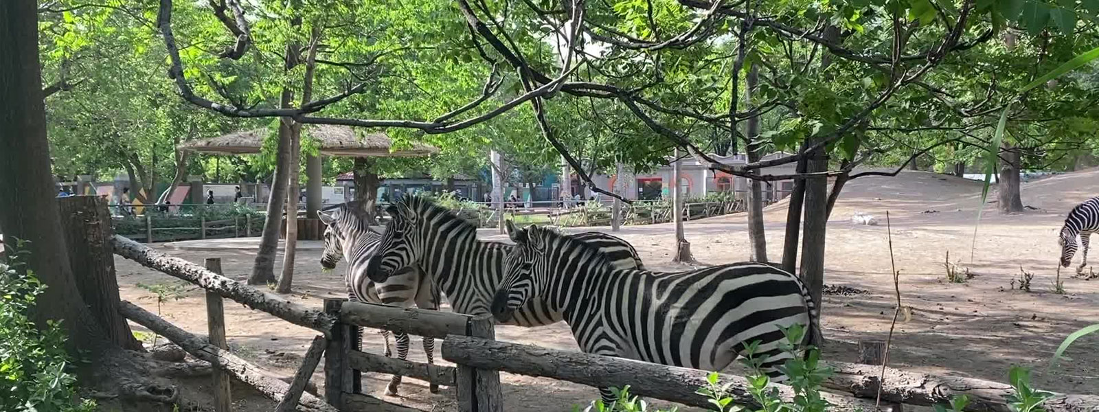 БЭЭЖИН ХОТ - АМЬТНЫ ХҮРЭЭЛЭН